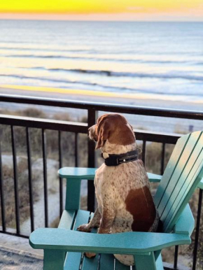 Oceanfront 3br/2ba Dog Friendly